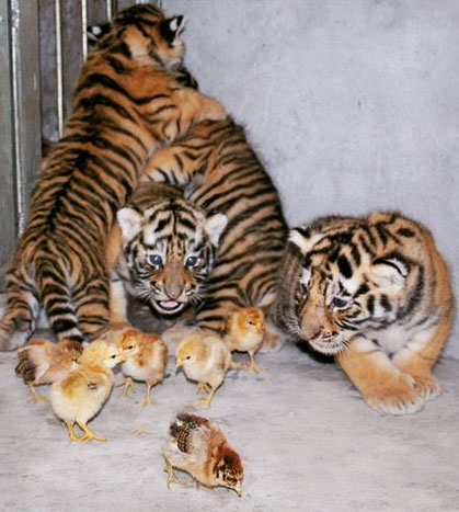 Cute Pics Of Tigers. (in this picture, the tigers