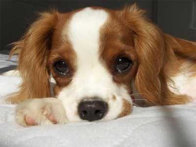 Your dose of cute puppy eyes. 30 Nov. cute-dog.jpg