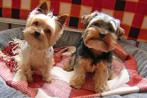 free wallpaper of puppies. /4-cute-puppies-wallpaper-