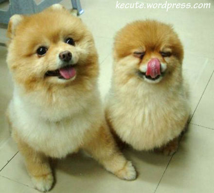 cute dog pictures funny. cute chow chows