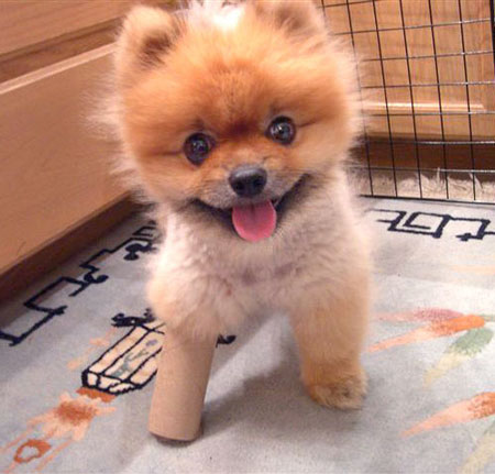 very cute puppies pictures. Furball puppy