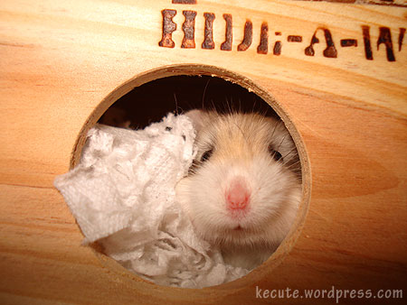 funny hamster pictures. cute-hamster.jpg