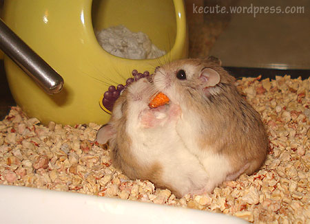 funny hamster pictures. hamster-fight.jpg