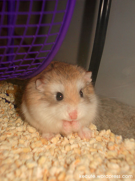 funny hamsters. hamster.jpg