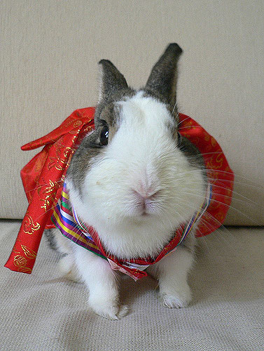 rabbit-dress.jpg
