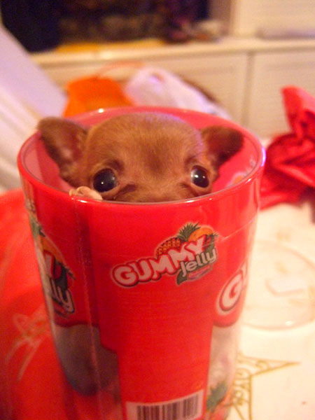 Miniature Teacup Chihuahuas - Teacup Chihuahua Puppies