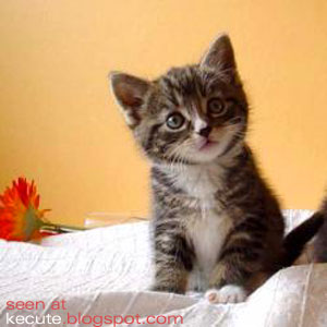 http://kecute.files.wordpress.com/2008/09/cute-cat-kitty.jpg