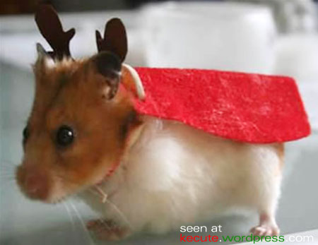 funny hamster pictures. christmas-hamster