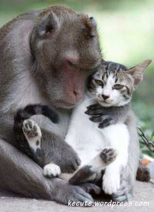 monkeycat.jpg