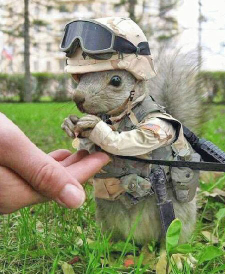 soldiersquirrel.jpg