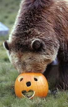 bear-pumpkin.jpg