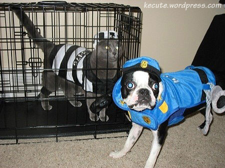 dog-cat-jail.jpg