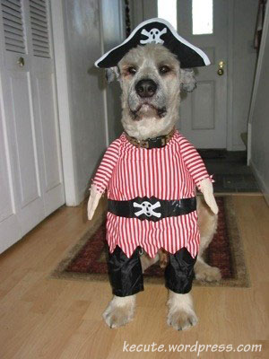 dog-pirate.jpg