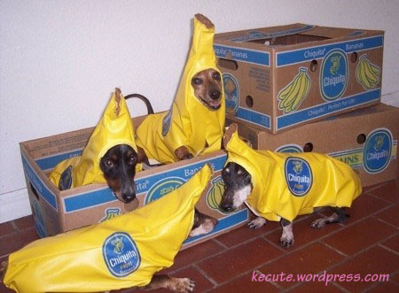 dogs-bananas.jpg