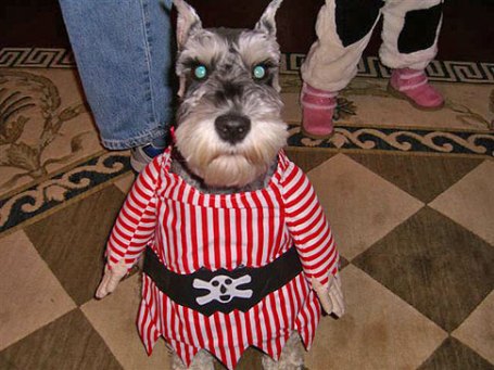 pirate-dog-2.jpg