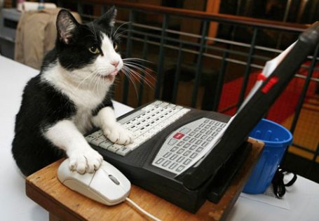 cat-computer.jpg