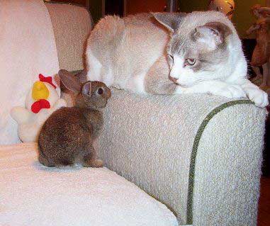 bunny-and-cat.jpg